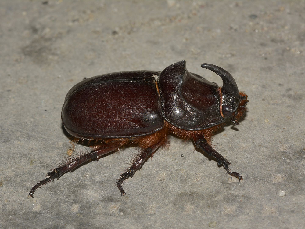 Oryctes nasicornis